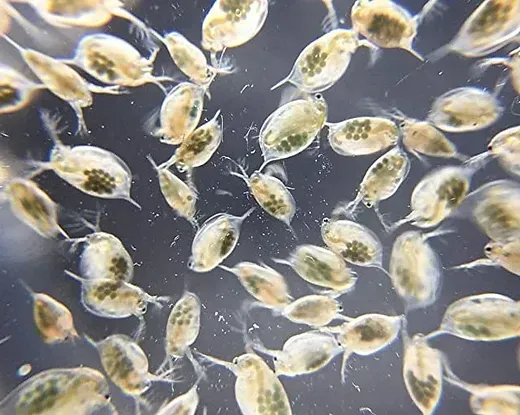 Imagem do Daphnia